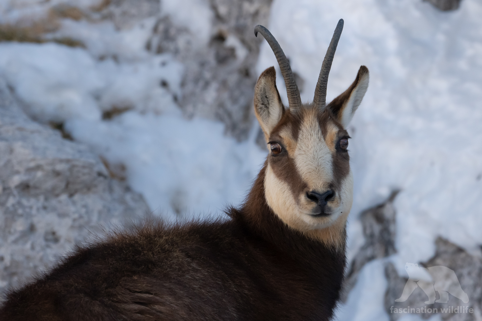 Chamois inhabit mountains, alpine meadows, steep slopes, and rocky terrain between 1,000 and 3,000 metres. They're nature's ultimate FreeRiders and can reach speeds of 50 kilometres per hour, even over rocky terrain. Photo: Mario Nonaka www.fascinationwildlife.com